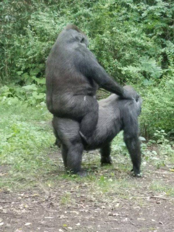 Funny Animals (45 pics)