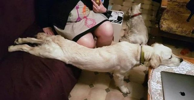 They Can Sleep Anywhere (45 pics)