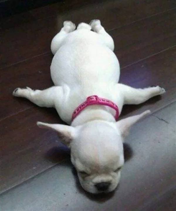 They Can Sleep Anywhere (45 pics)