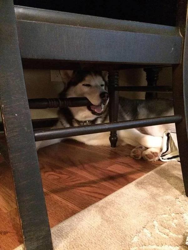 They Can Sleep Anywhere (45 pics)