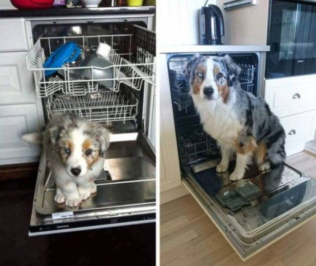 Funny Animals (45 pics)