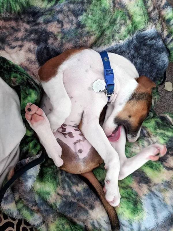 They Can Sleep Anywhere (45 pics)