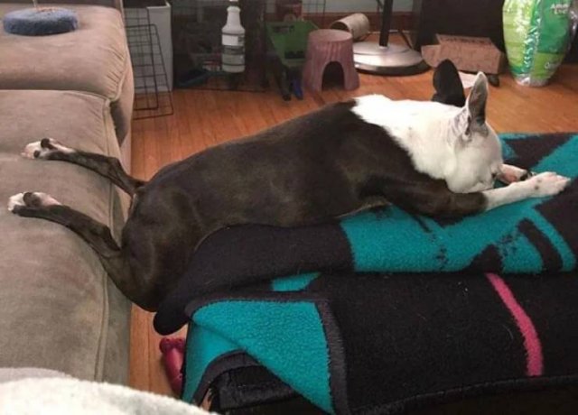 They Can Sleep Anywhere (45 pics)