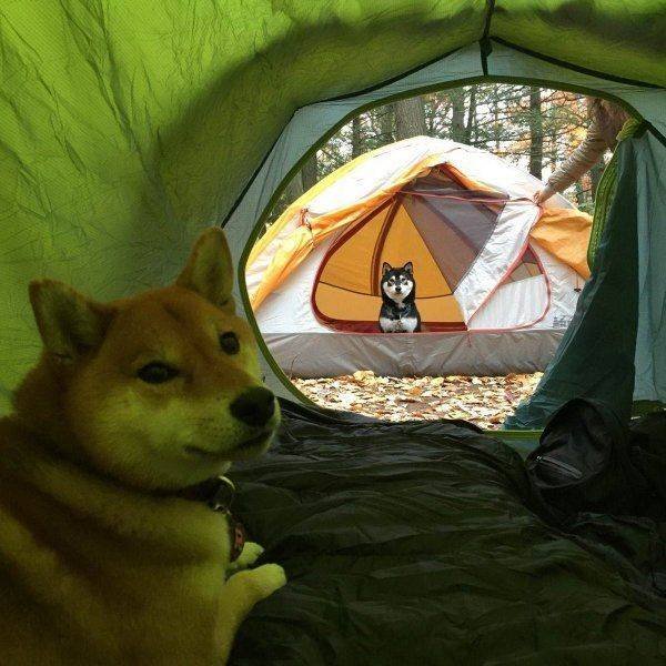Funny Animals (45 pics)