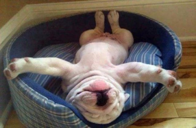 They Can Sleep Anywhere (45 pics)