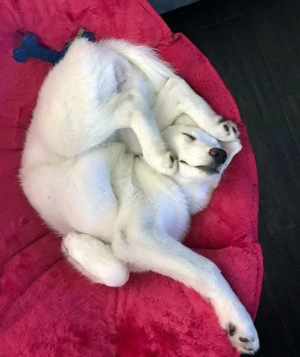 They Can Sleep Anywhere (45 pics)