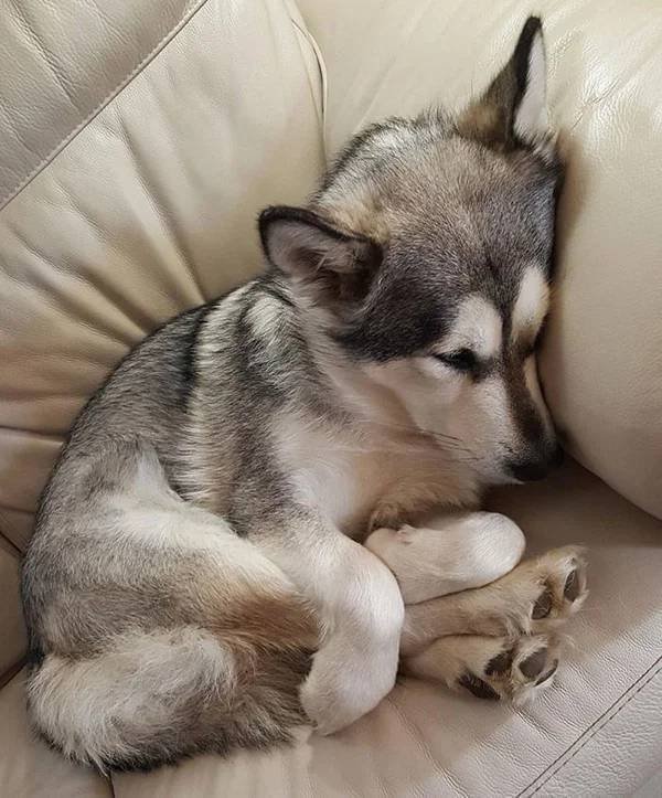 They Can Sleep Anywhere (45 pics)