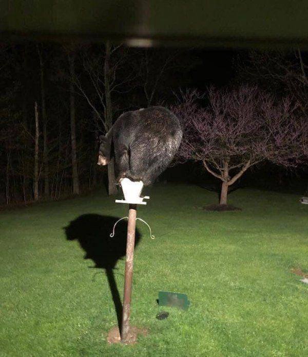 Funny Animals (45 pics)