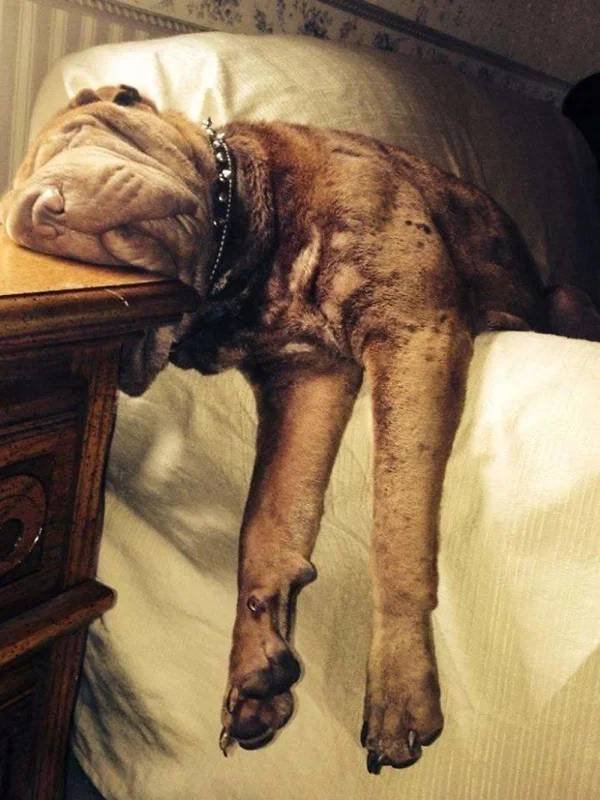 They Can Sleep Anywhere (45 pics)