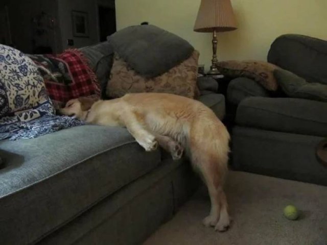 They Can Sleep Anywhere (45 pics)