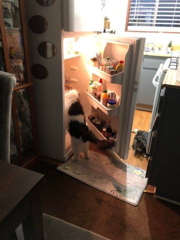 Funny Animals (45 pics)