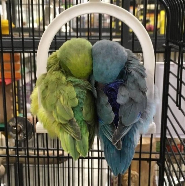 They Have Feelings Too (19 pics)