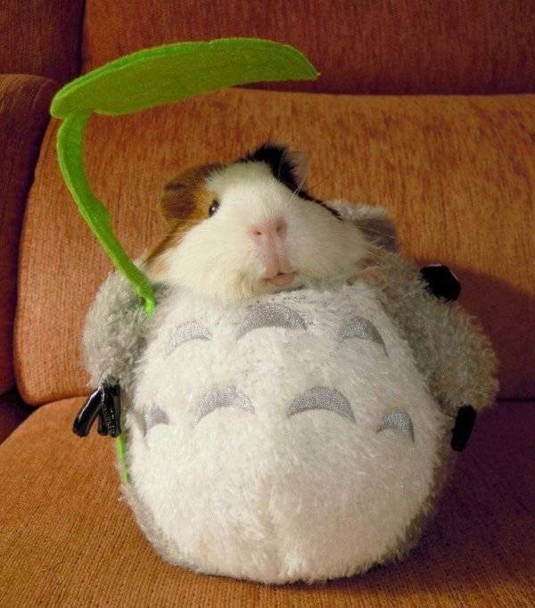 Funny Animals (62 pics)