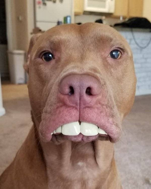 Funny Animals (62 pics)