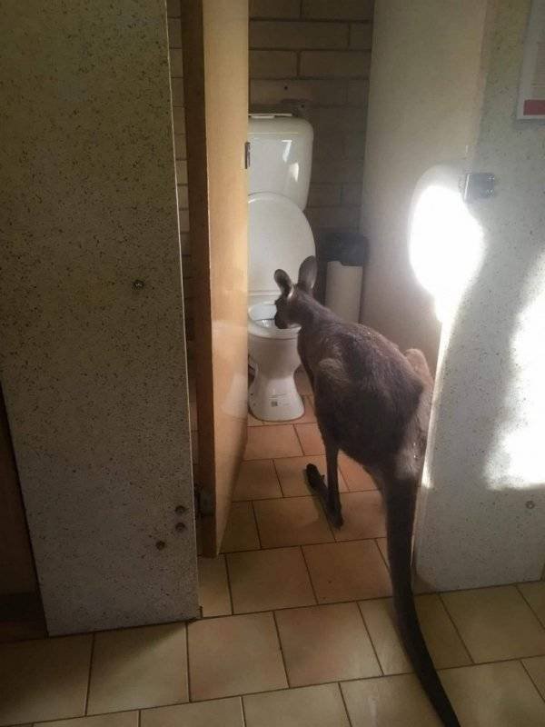 Funny Animals (62 pics)