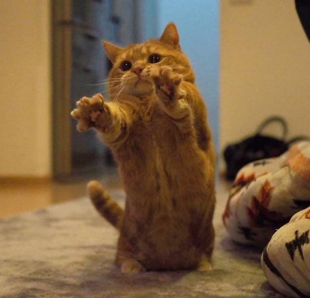 They Have Feelings Too (19 pics)