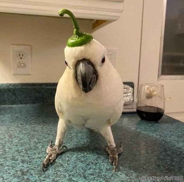Funny Animals (62 pics)