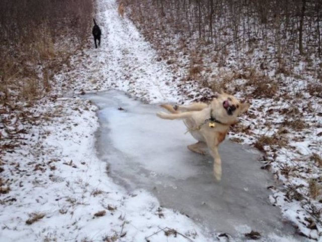 Funny Animals (62 pics)