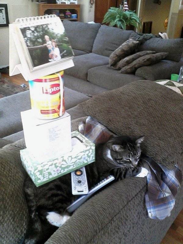 Funny Animals (62 pics)