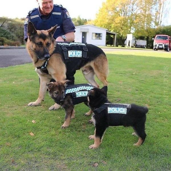 Funny Animals (62 pics)
