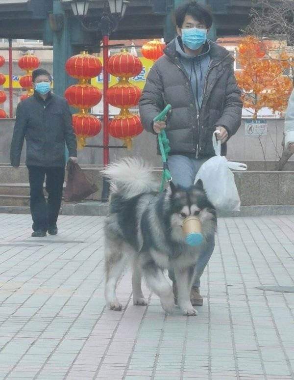 Funny Animals (62 pics)