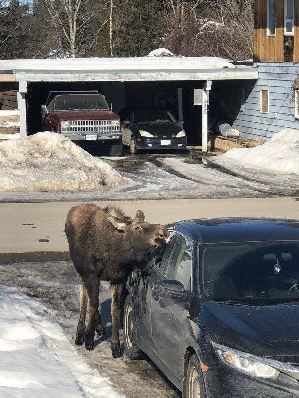 Funny Animals (62 pics)