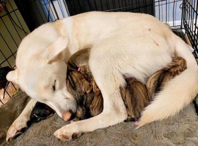 They Have Feelings Too (19 pics)