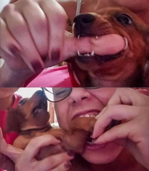 Funny Animals (62 pics)