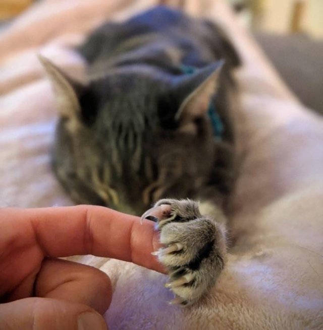 They Have Feelings Too (19 pics)