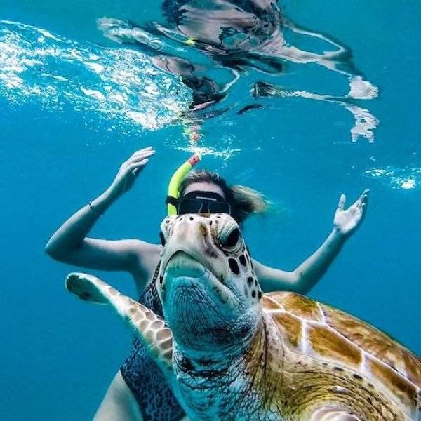 Funny Animals (62 pics)