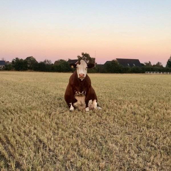 Funny Animals (62 pics)