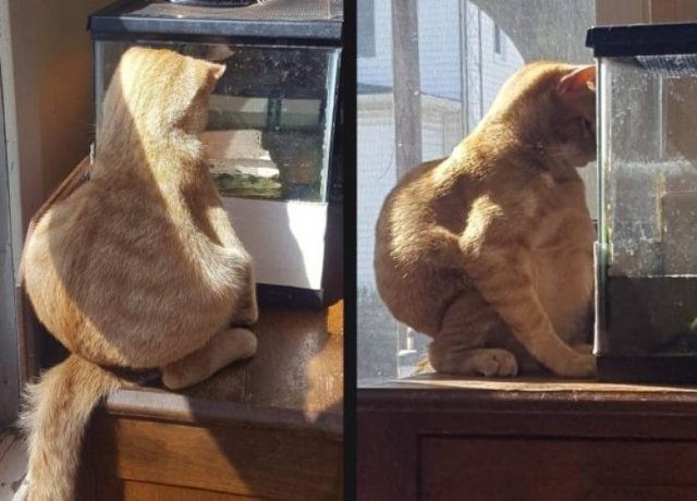 Funny Animals (62 pics)