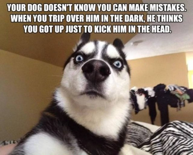 Funny Animals (62 pics)