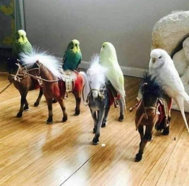 Funny Animals (62 pics)