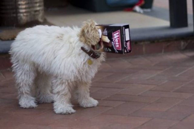 Funny Animals (62 pics)