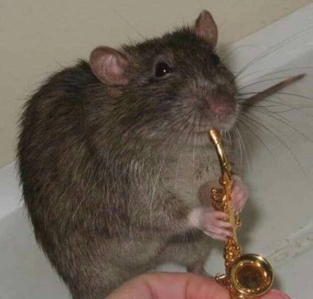 Funny Animals (62 pics)