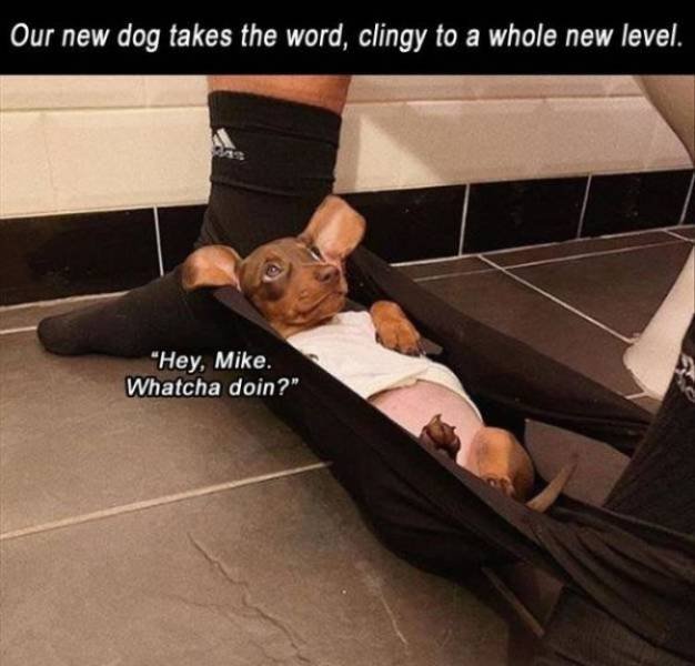 Funny Animals (62 pics)