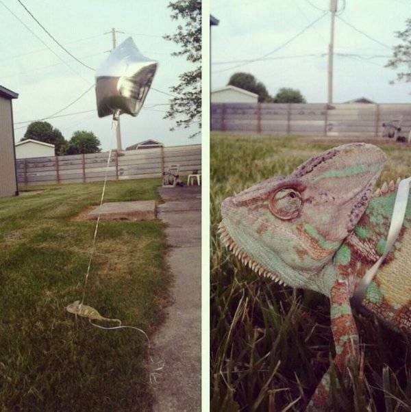 Funny Animals (62 pics)