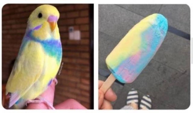 Funny Animals (62 pics)