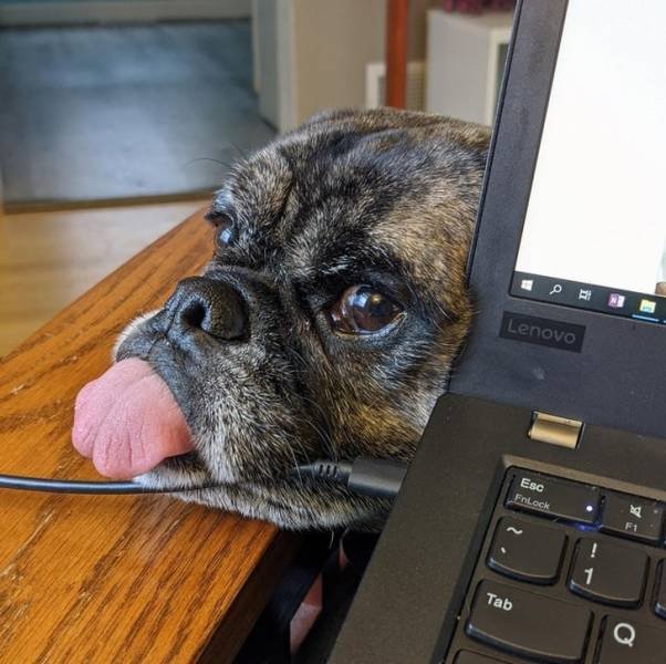 They Have Feelings Too (19 pics)