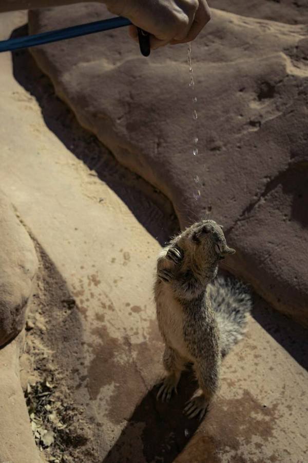 Cute And Funny Animals (50 pics)