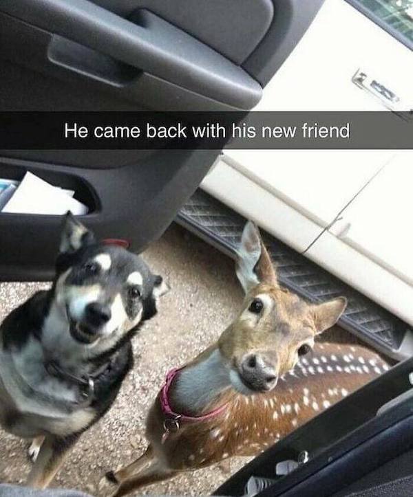 Cute And Funny Animals (50 pics)