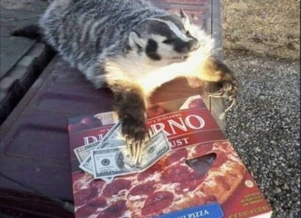 Cute And Funny Animals (50 pics)