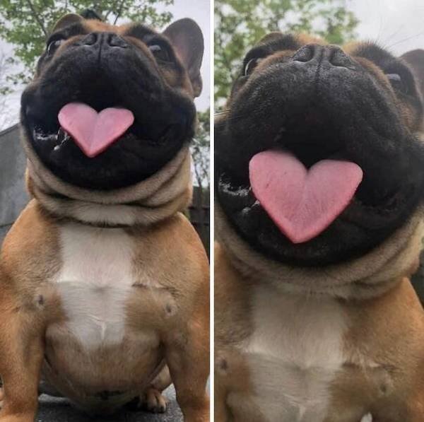 Cute And Funny Animals (50 pics)