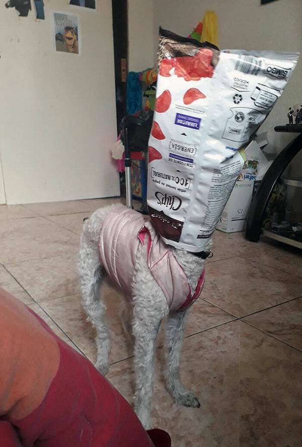 Cute And Funny Animals (50 pics)