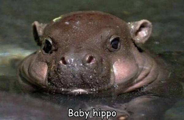 Cute And Funny Animals (50 pics)