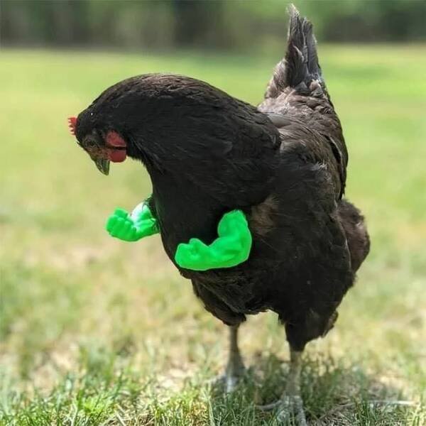 Cute And Funny Animals (50 pics)