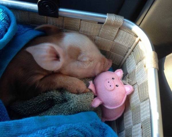 Cute And Funny Animals (50 pics)