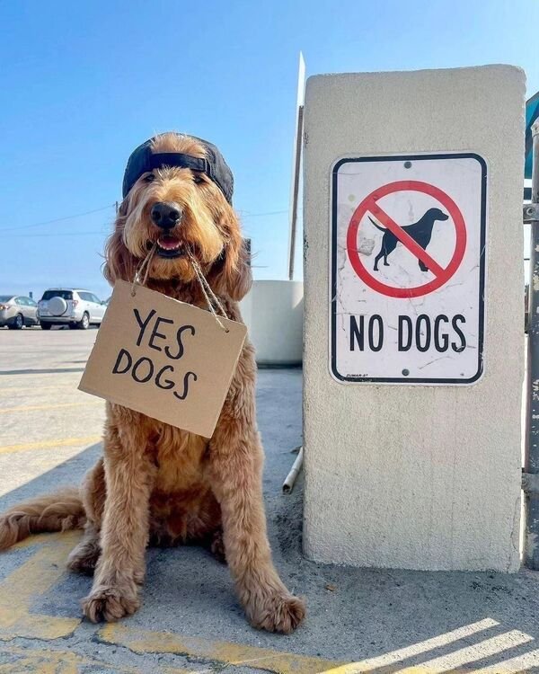 Cute And Funny Animals (50 pics)