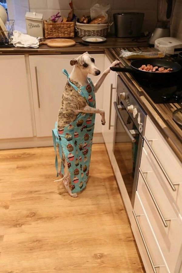 Cute And Funny Animals (50 pics)